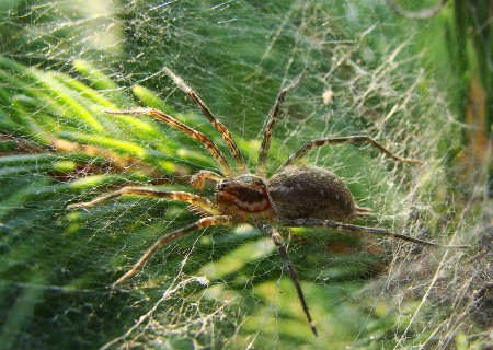 Allagelena gracilens